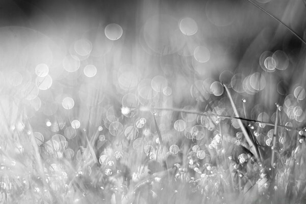 Gotas de luz sobre un fondo de hierba gris