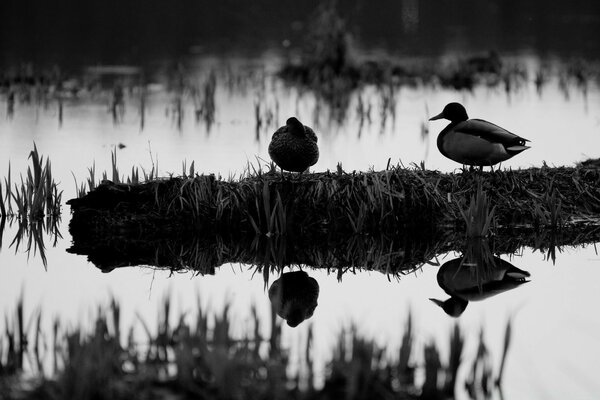 Two ducks on the lake shore