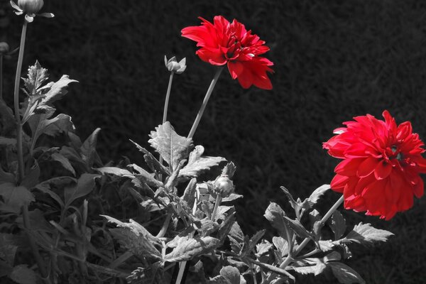 Контрастное фото с красным цветком
