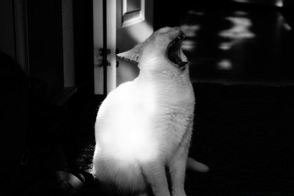 Yawning white cat moment