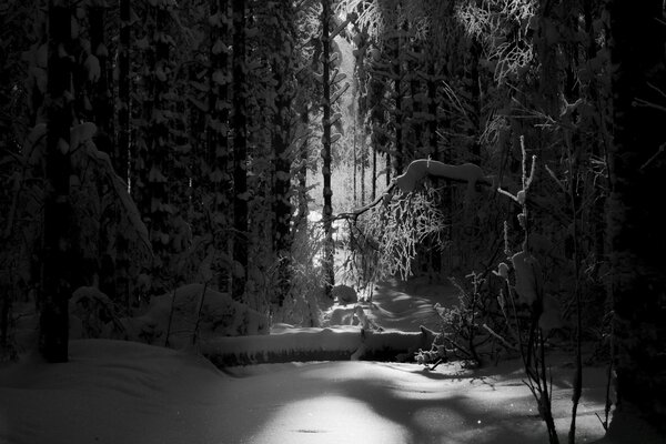 Ein Baumstamm liegt im Winterwald