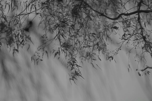 Ramas de árbol en blanco y negro sobre fondo gris