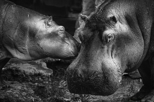 Retrato en blanco y negro de dos mamíferos