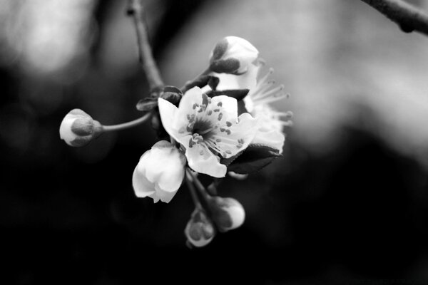 Monochrome Aufnahme eines blühenden Apfelbaums