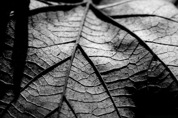 La hoja en blanco y negro agrada con sus venas