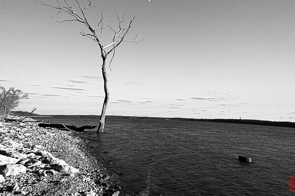 Der Fluss mit dem Baum ist schwarz-weiß