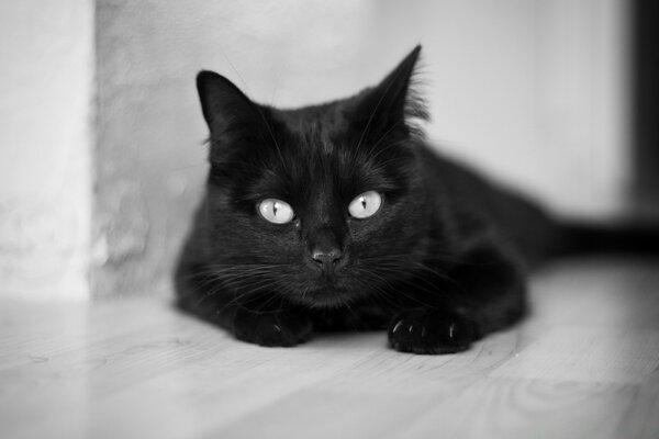 Cute black and white cat eyes