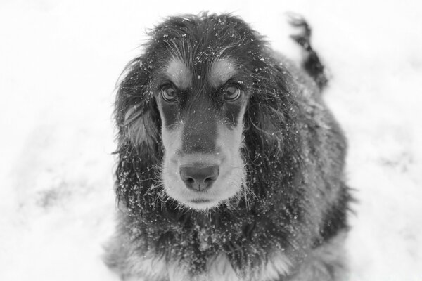 Retrato en blanco y negro de un perro