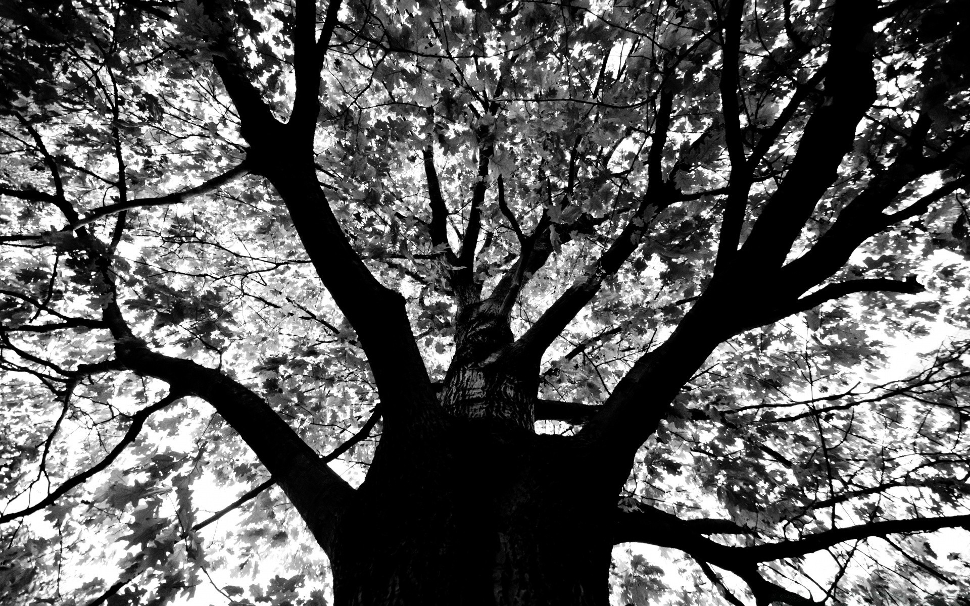 preto e branco madeira ramo madeira paisagem parque folha natureza outono tronco amanhecer temporada bom tempo sol ao ar livre iluminado cênica ambiente névoa névoa