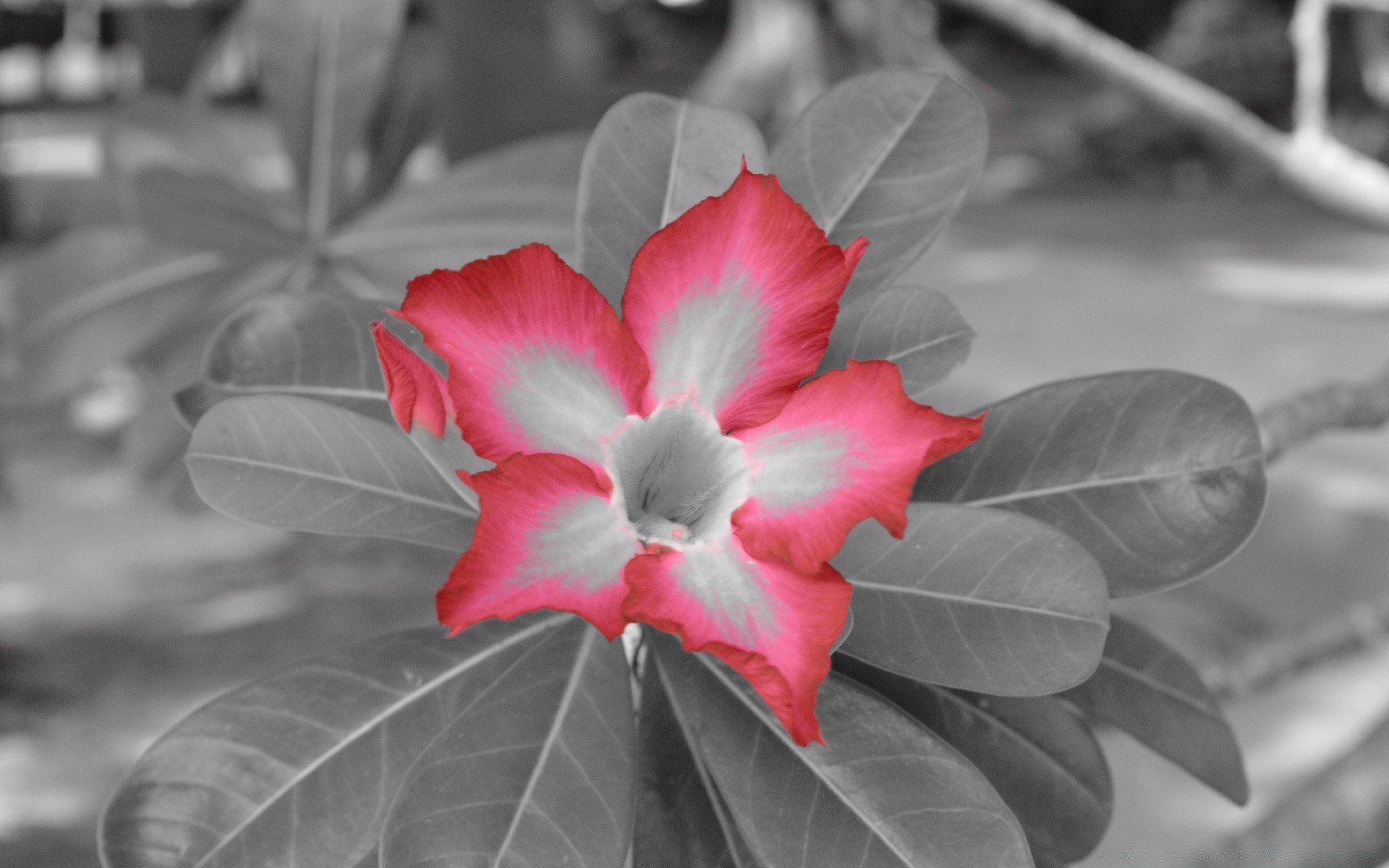 noir et blanc feuille nature flore fleur à l extérieur jardin gros plan été bluming