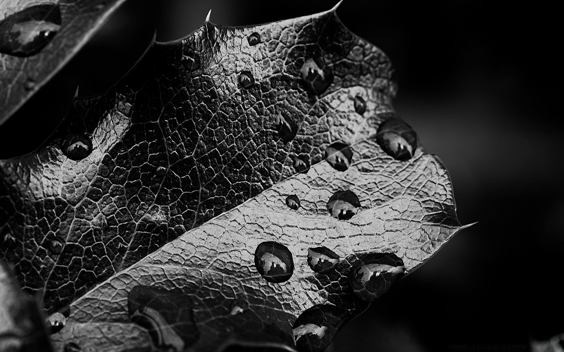 preto e branco natureza padrão desktop abstrato close-up textura velho animal