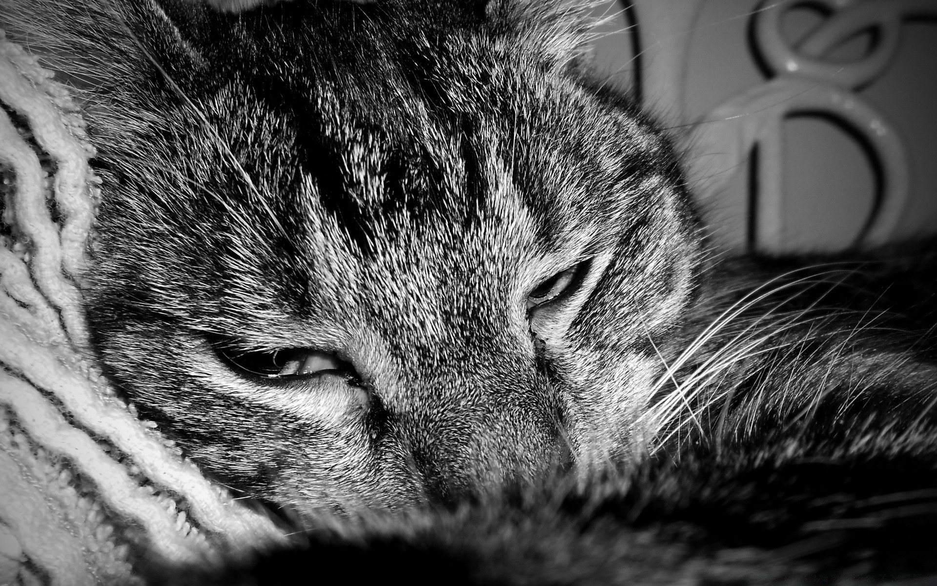 black and white cat pet animal kitten mammal portrait fur cute sleep eye domestic hair one furry adorable tabby