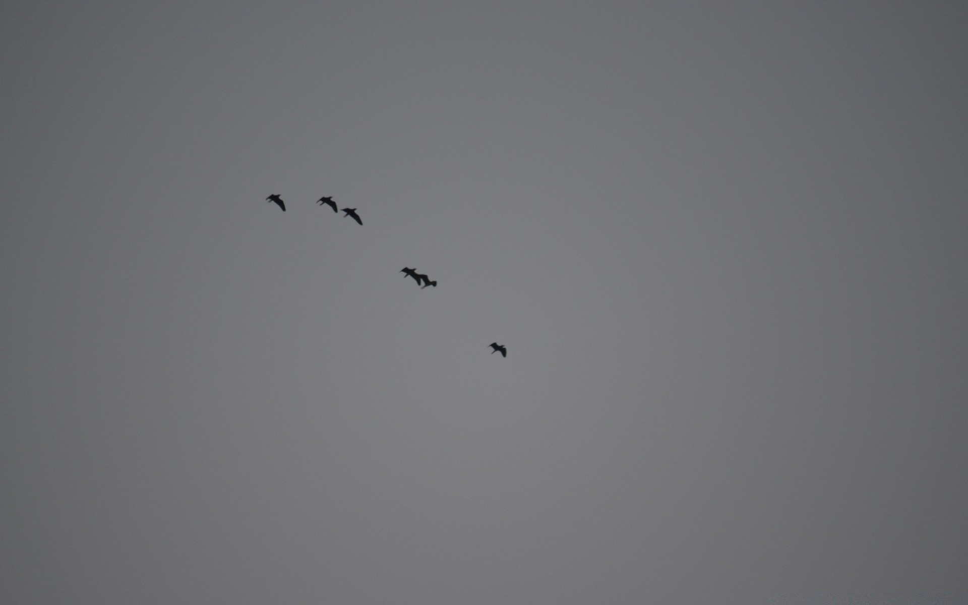 bianco e nero uccello fauna selvatica cielo volo