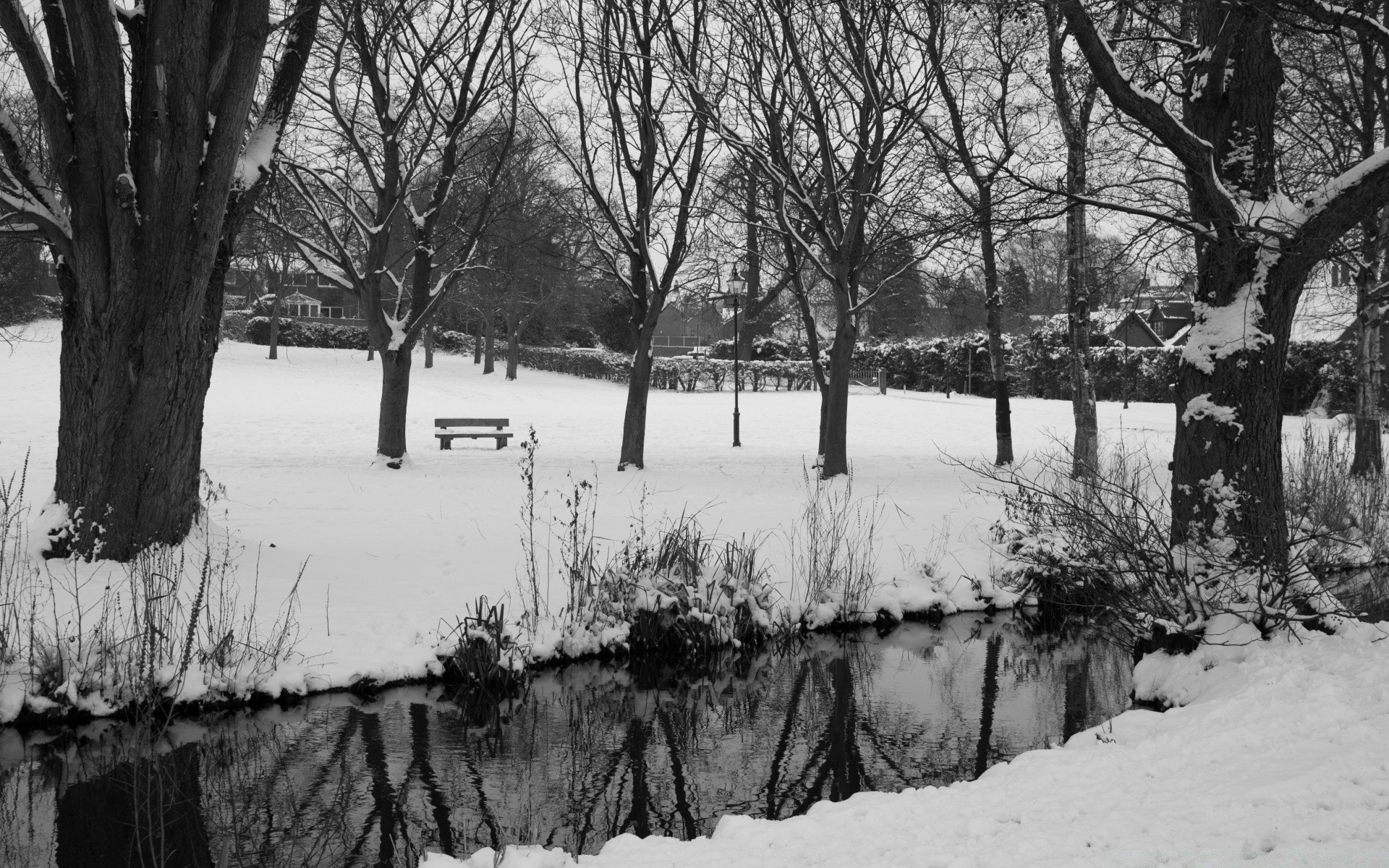 siyah-beyaz ağaç manzara kış hava durumu kar park nehir doğal açık havada şube ahşap doğa su