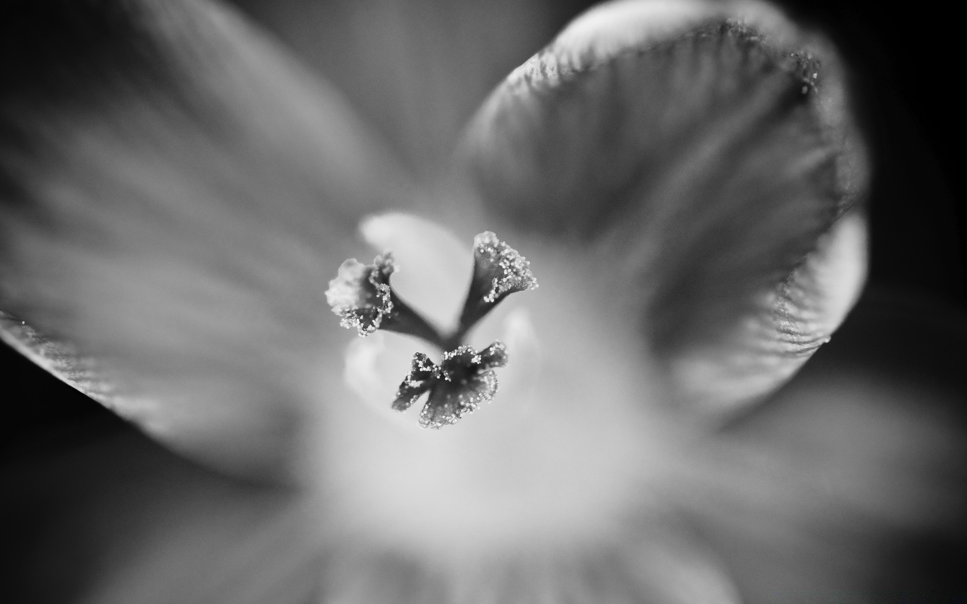 schwarz und weiß einfarbig blume dof stillleben mono natur hochzeit unschärfe blatt ein licht noir insekt flora natur liebe garten regen