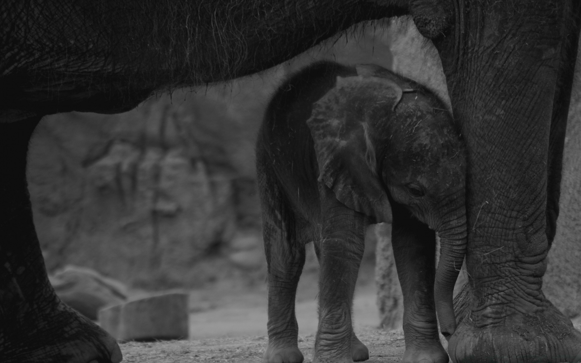 preto e branco elefante monocromático solteiro mamífero dois natureza vida selvagem ao ar livre animal jardim zoológico