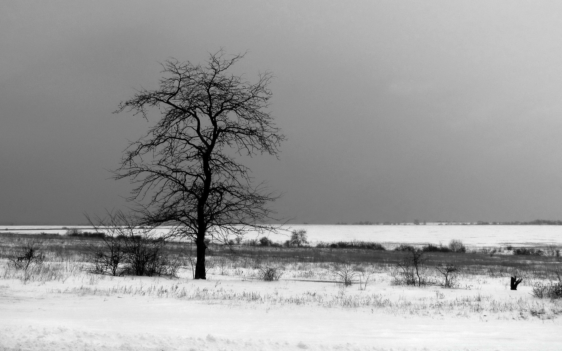 czarno-biały zima krajobraz mgła drzewo natura śnieg woda świt jesień mgła na zewnątrz monochromatyczny