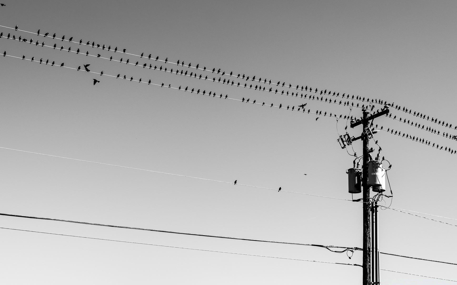 bianco e nero cielo fili alta tecnologia industria silhouette torre espressione elettricità connessione acciaio