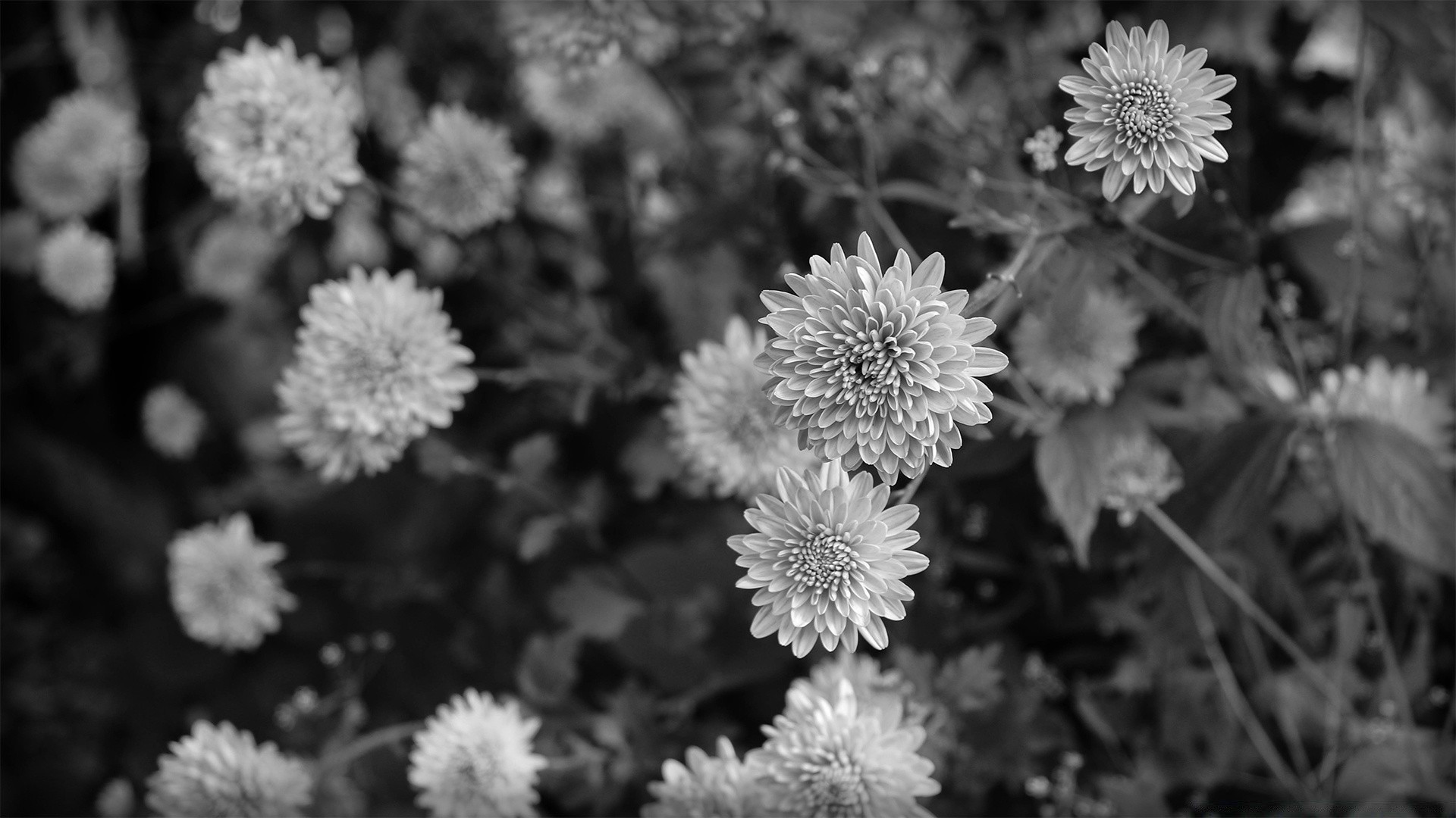 noir et blanc fleur nature flore feuille floral bluming pétale jardin saison été