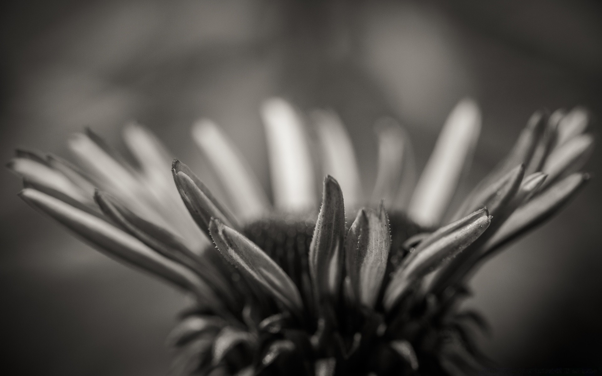 schwarz und weiß monochrom unschärfe stillleben natur blume dof winter licht ein blatt