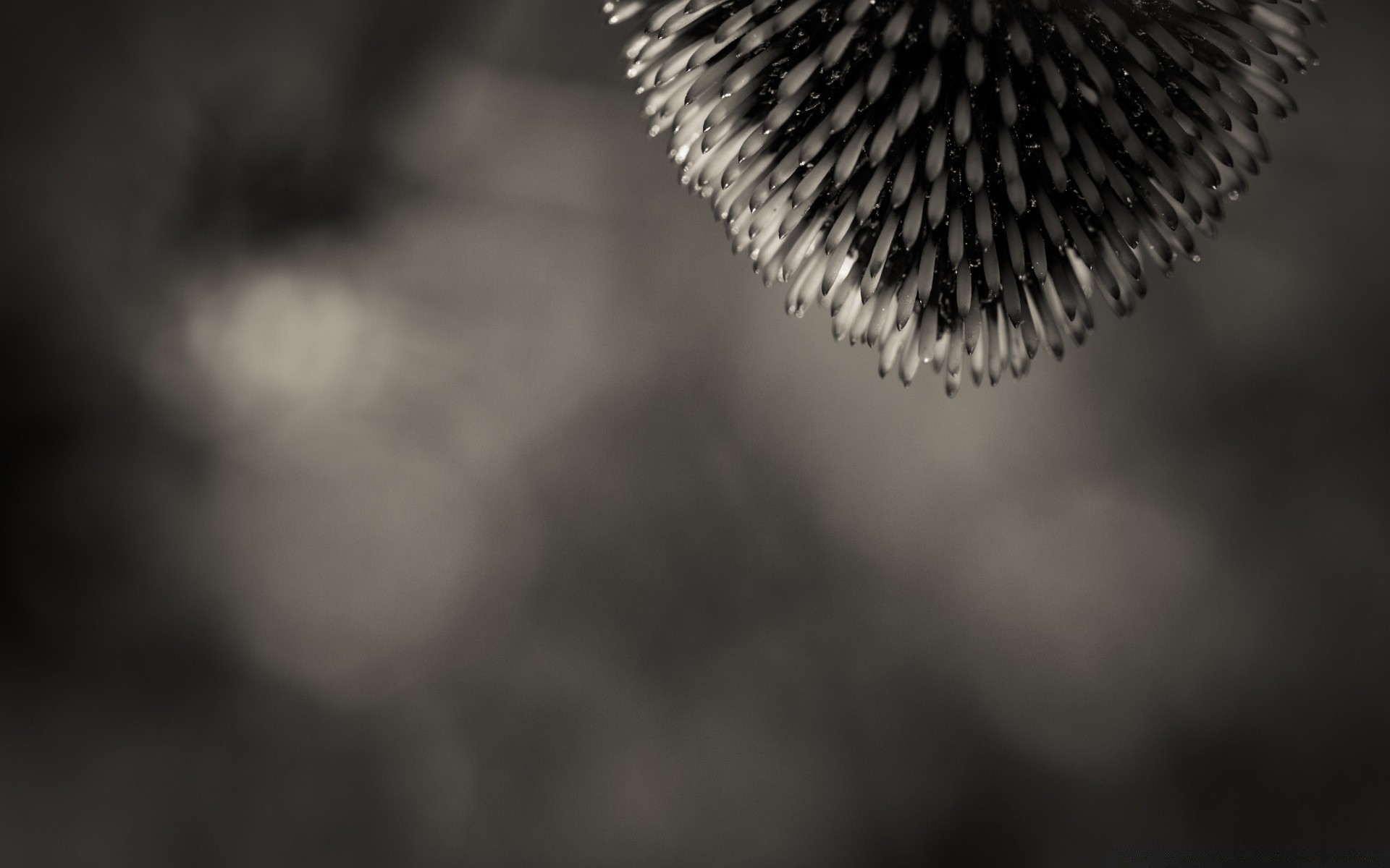 noir et blanc monochrome flou nature à l extérieur vif hiver mise au point feuille