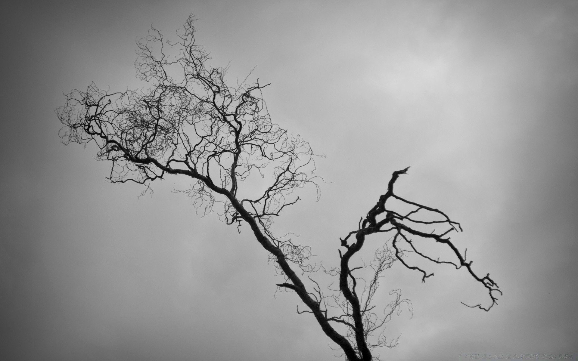 black and white tree silhouette landscape fog nature dawn branch alone wood mist sky winter fall eerie scary weather sunset desktop