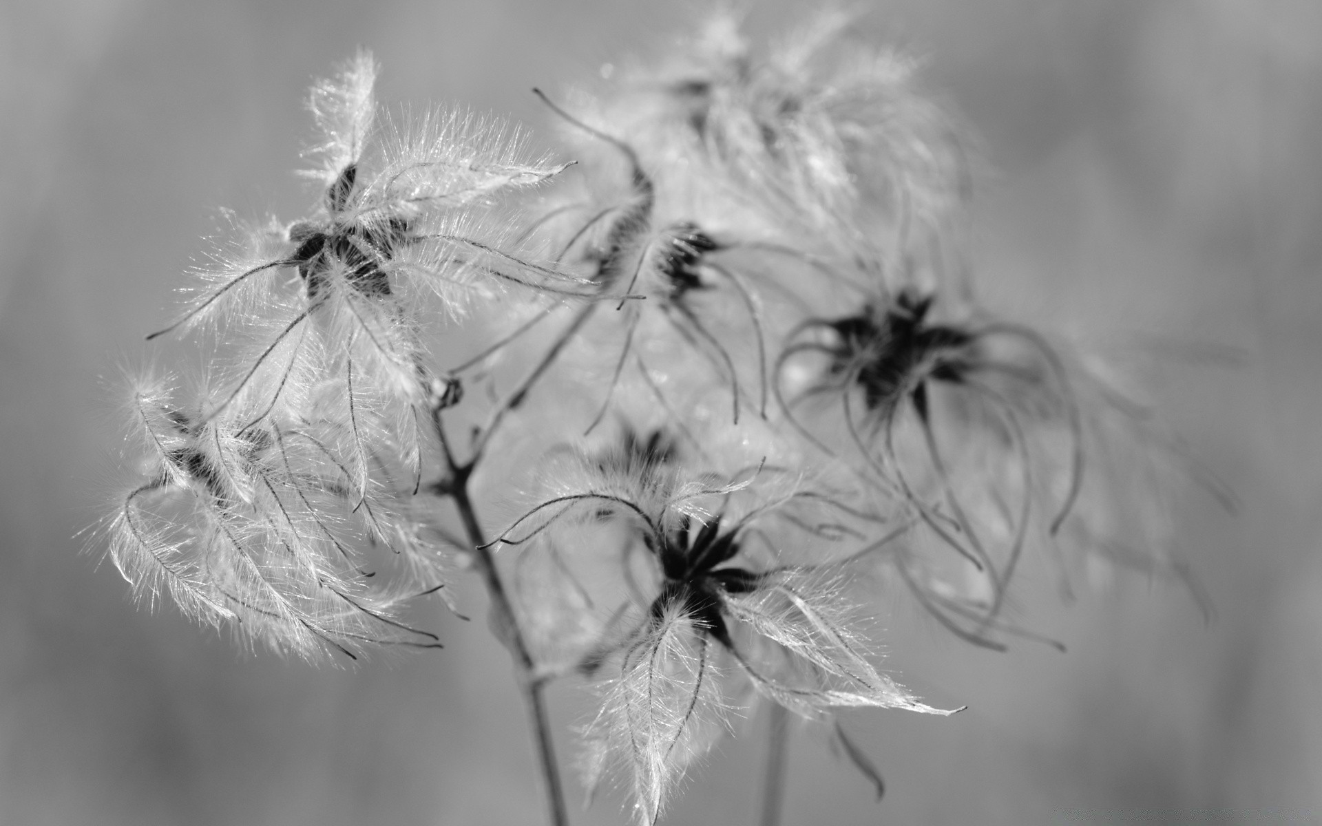 czarno-biały mniszek lekarski natura pająk zima puch monochromatyczny kwiat delikatny flora kruchość chwast owad lato nasiona zbliżenie trawa światło