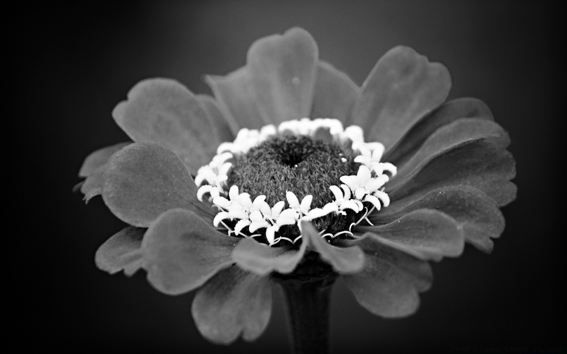 black and white nature flower flora close-up beautiful petal color monochrome garden blooming desktop floral