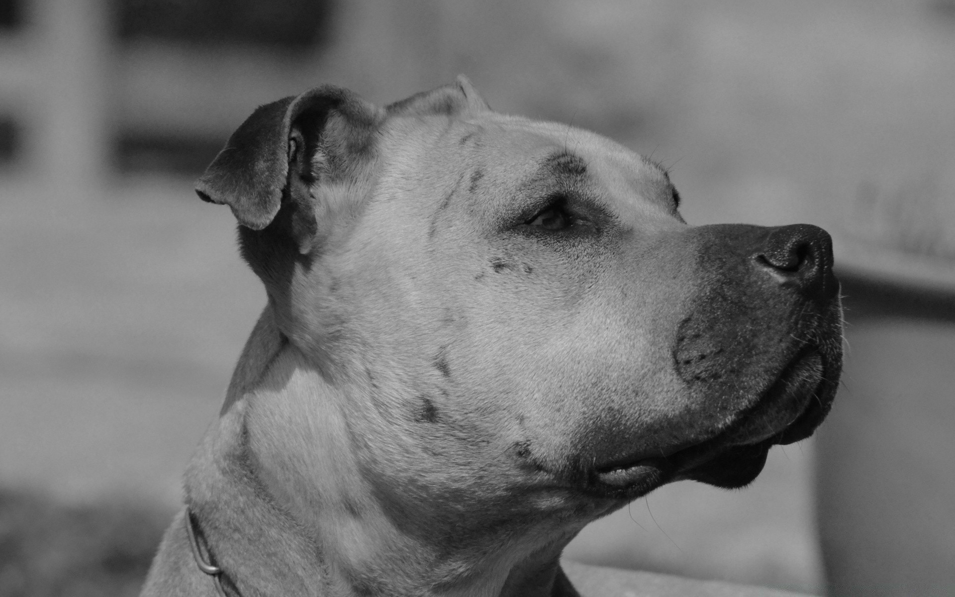 preto e branco cão retrato monocromático cinegrafista animal de estimação sozinho mamífero animal natureza fofa filhote de cachorro olho visualização boxer