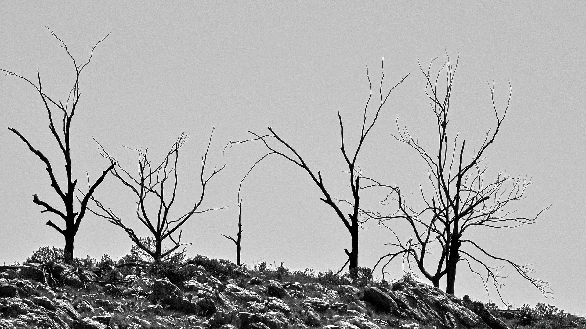 noir et blanc paysage arbre nature hiver aube automne bois brouillard monochrome feuille stérile météo branche