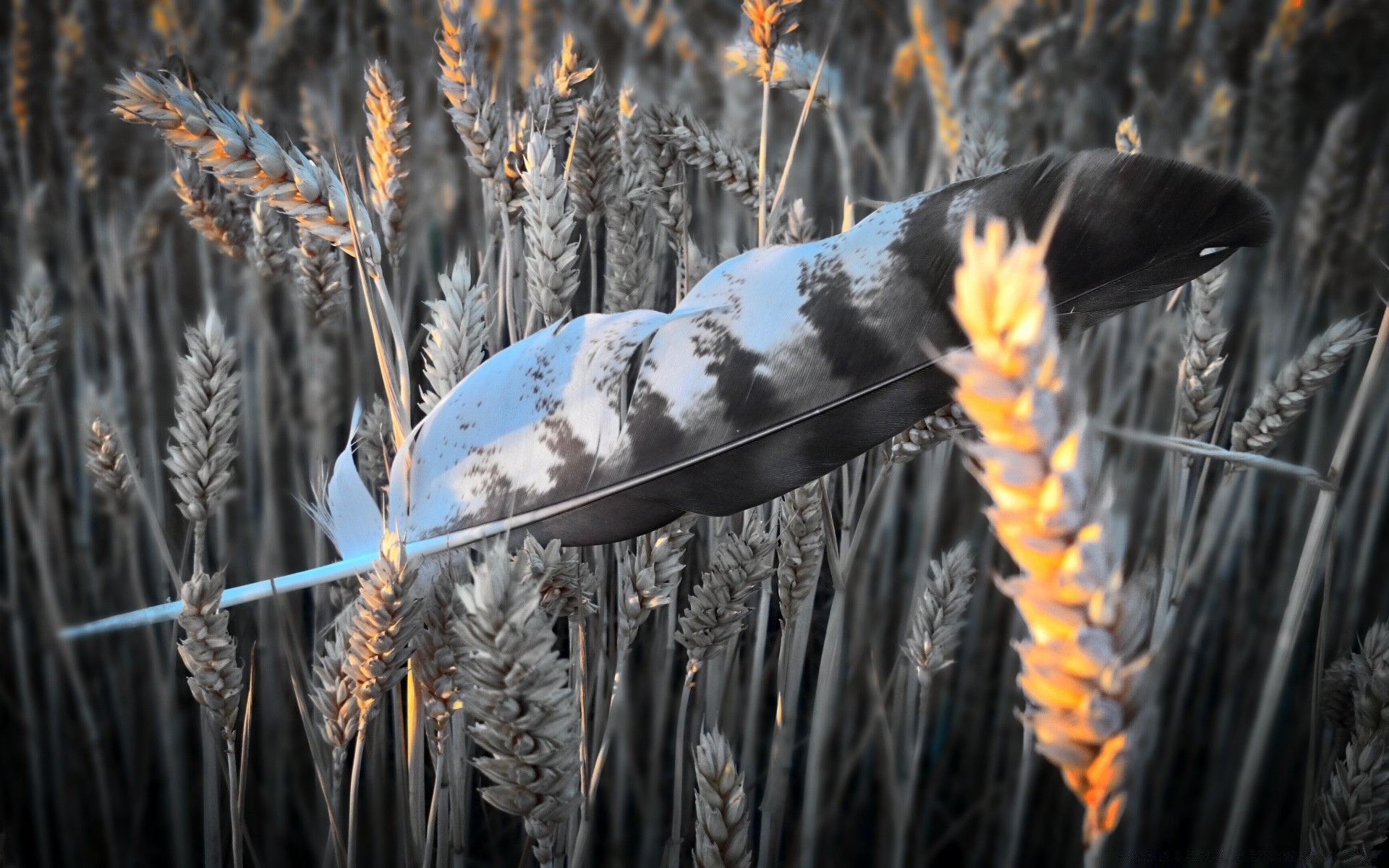 black and white rural corn wheat cereal nature bread winter outdoors food farm pasture gold wood agriculture straw frost fall field