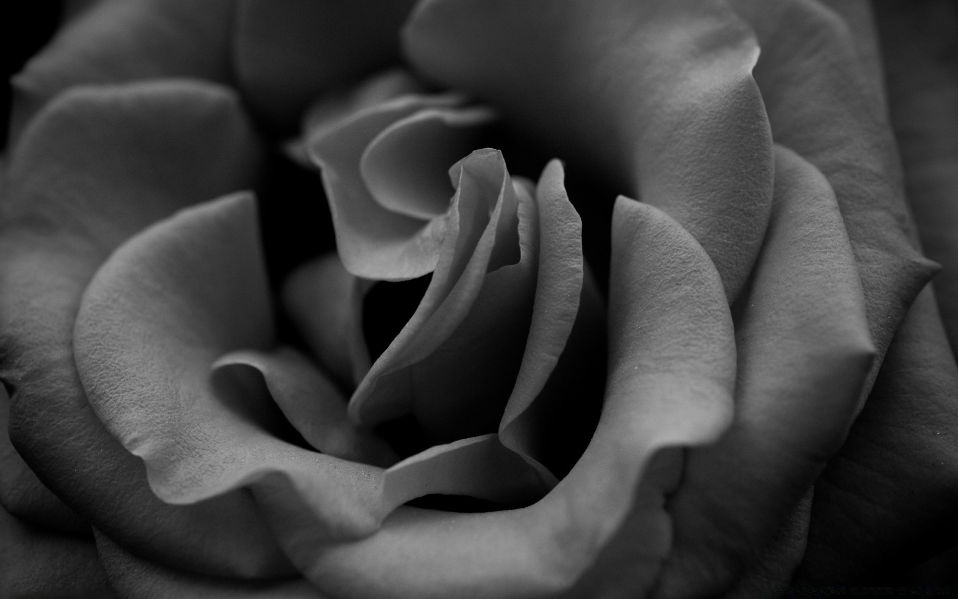 schwarz und weiß monochrom liebe nackt natur eine blume unschärfe dunkel mädchen konzeptionelle