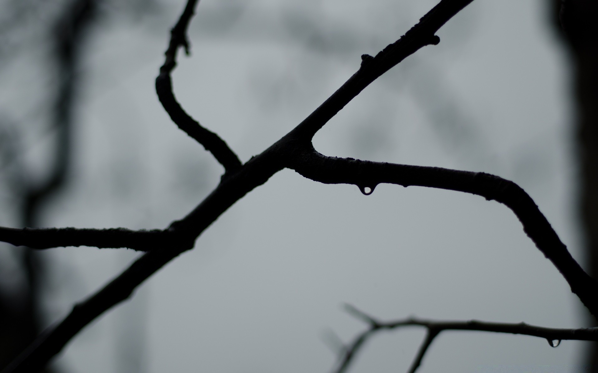 schwarz und weiß stacheldraht baum winter zaun drähte dof im freien einfarbig unschärfe licht dämmerung himmel natur sonnenuntergang schnee fußball sonne landschaft hintergrundbeleuchtung