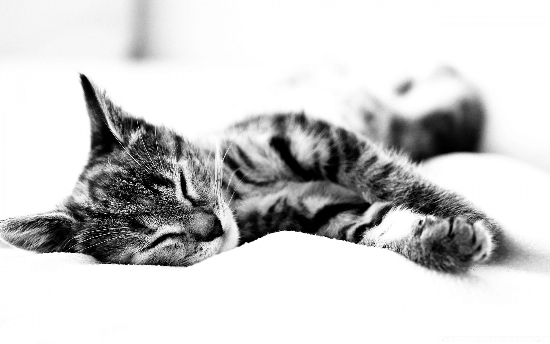 black and white cat kitten sleep animal cute pet mammal fur portrait siesta whisker downy eye little sleepy one