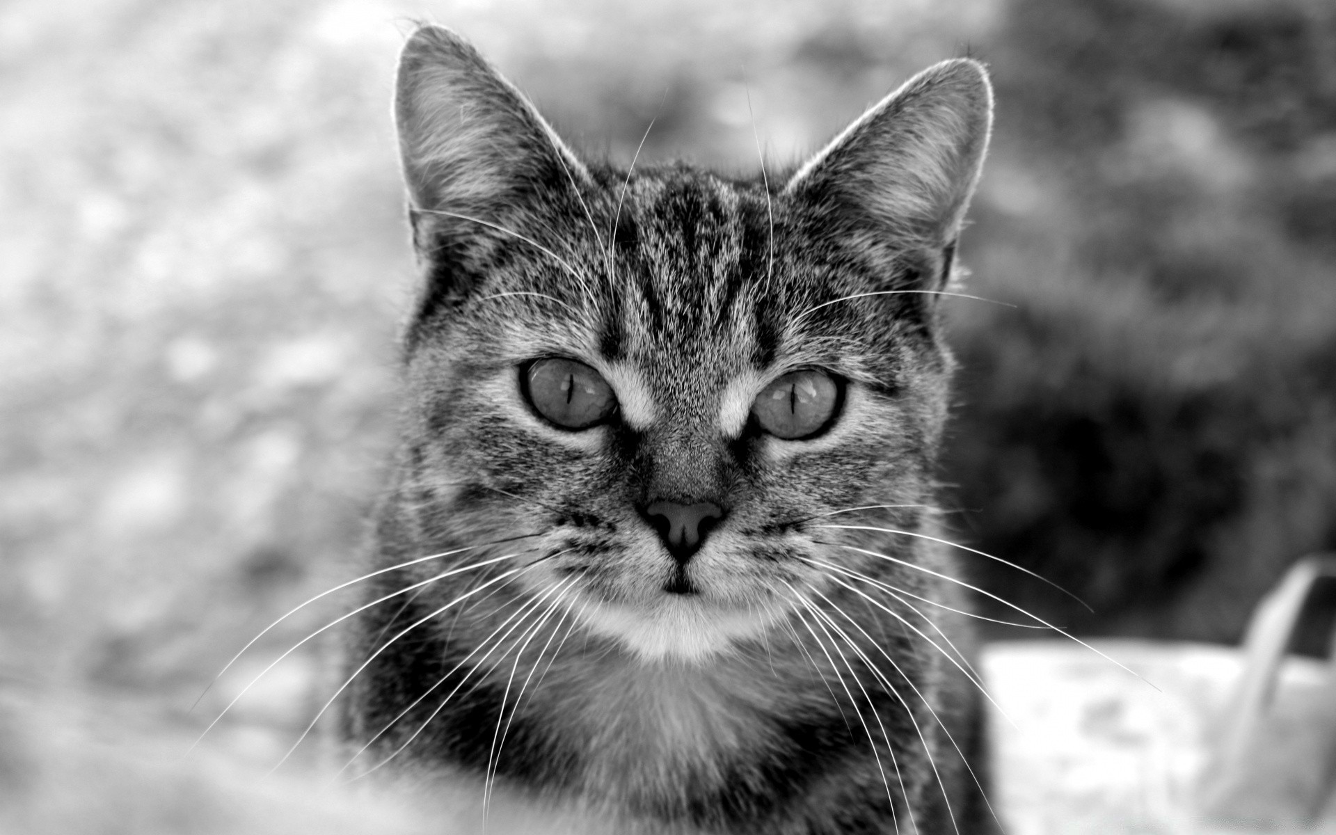 black and white cat animal cute fur pet portrait nature kitten mammal eye domestic