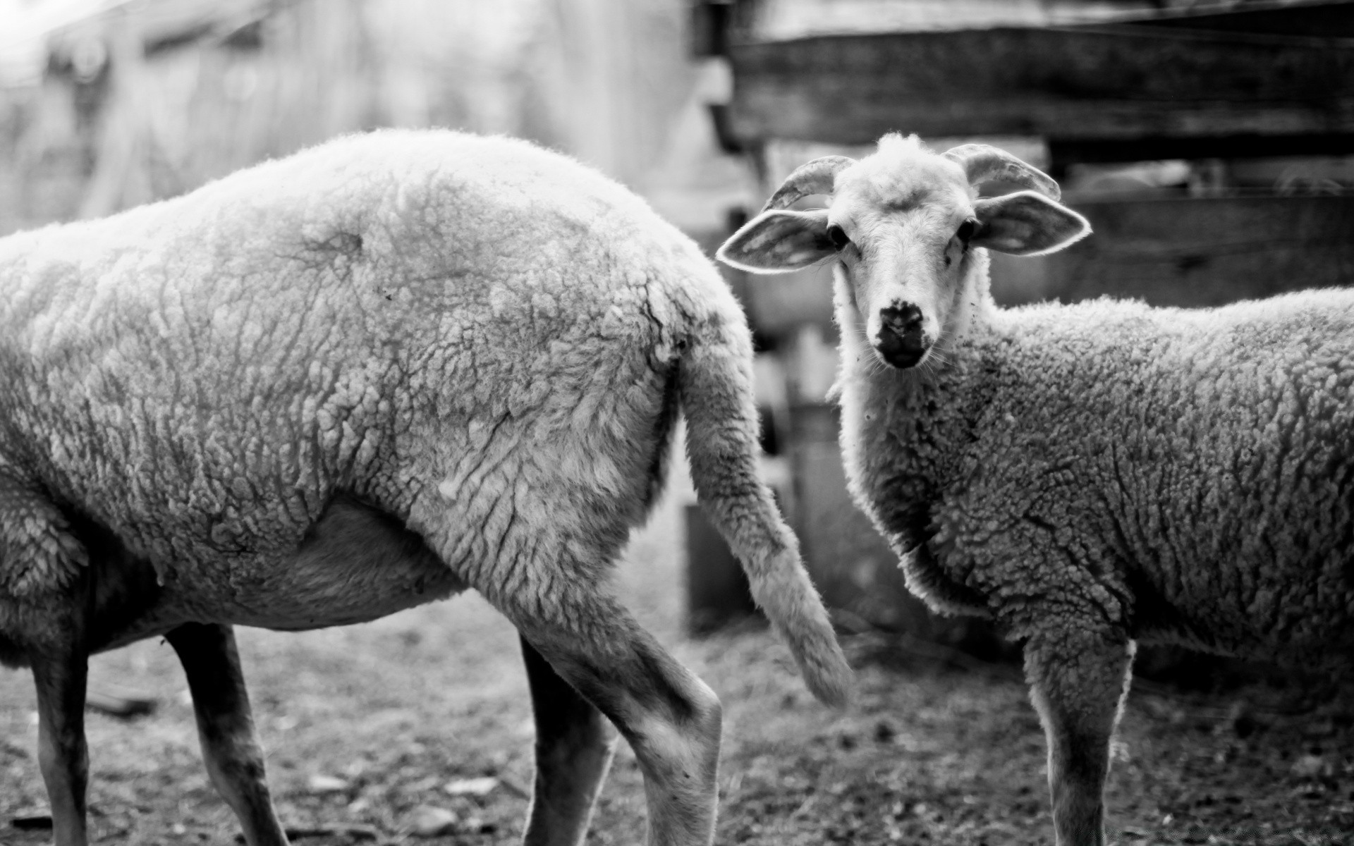 preto e branco ovelha gado mamífero lã agricultura fazenda cordeiro eva pasto animal rural cabra gado ram rebanho floco campo grama