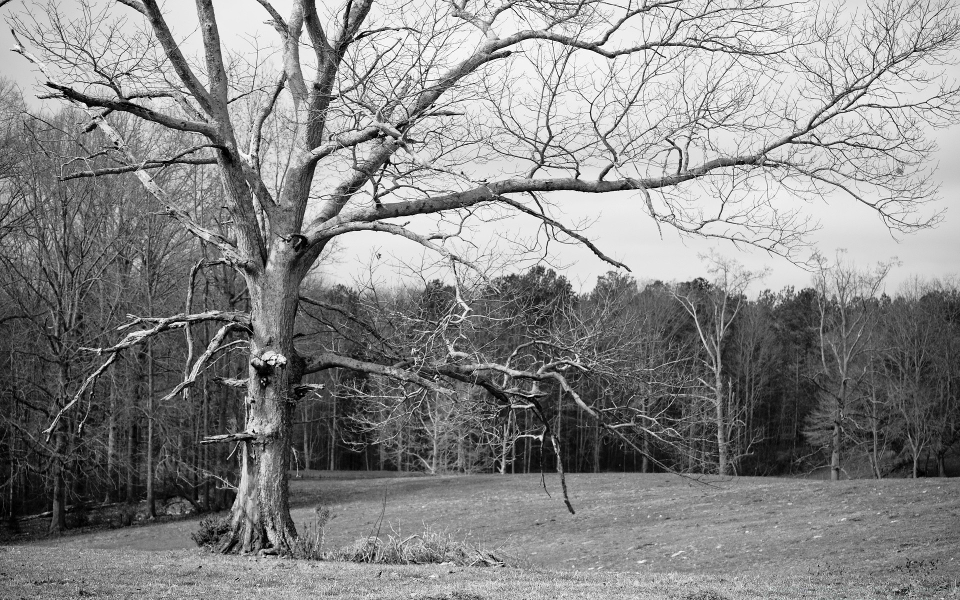 black and white tree landscape wood winter season nature branch park fog weather snow fall scenic cold countryside outdoors environment rural trunk