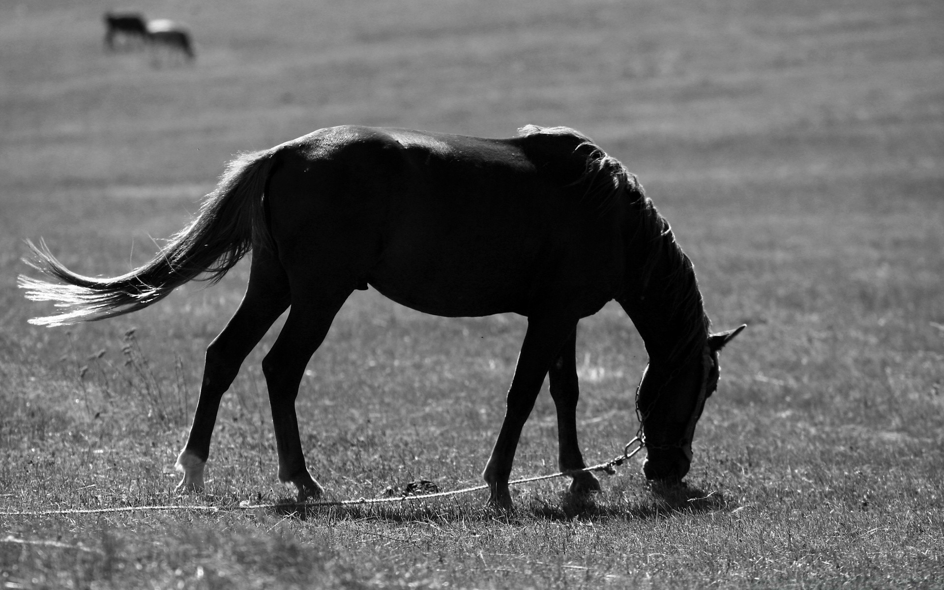 noir et blanc mammifère mare animal cheval cavalerie élevage de chevaux étalon manet ferme herbe champ faune équestre foin monochrome