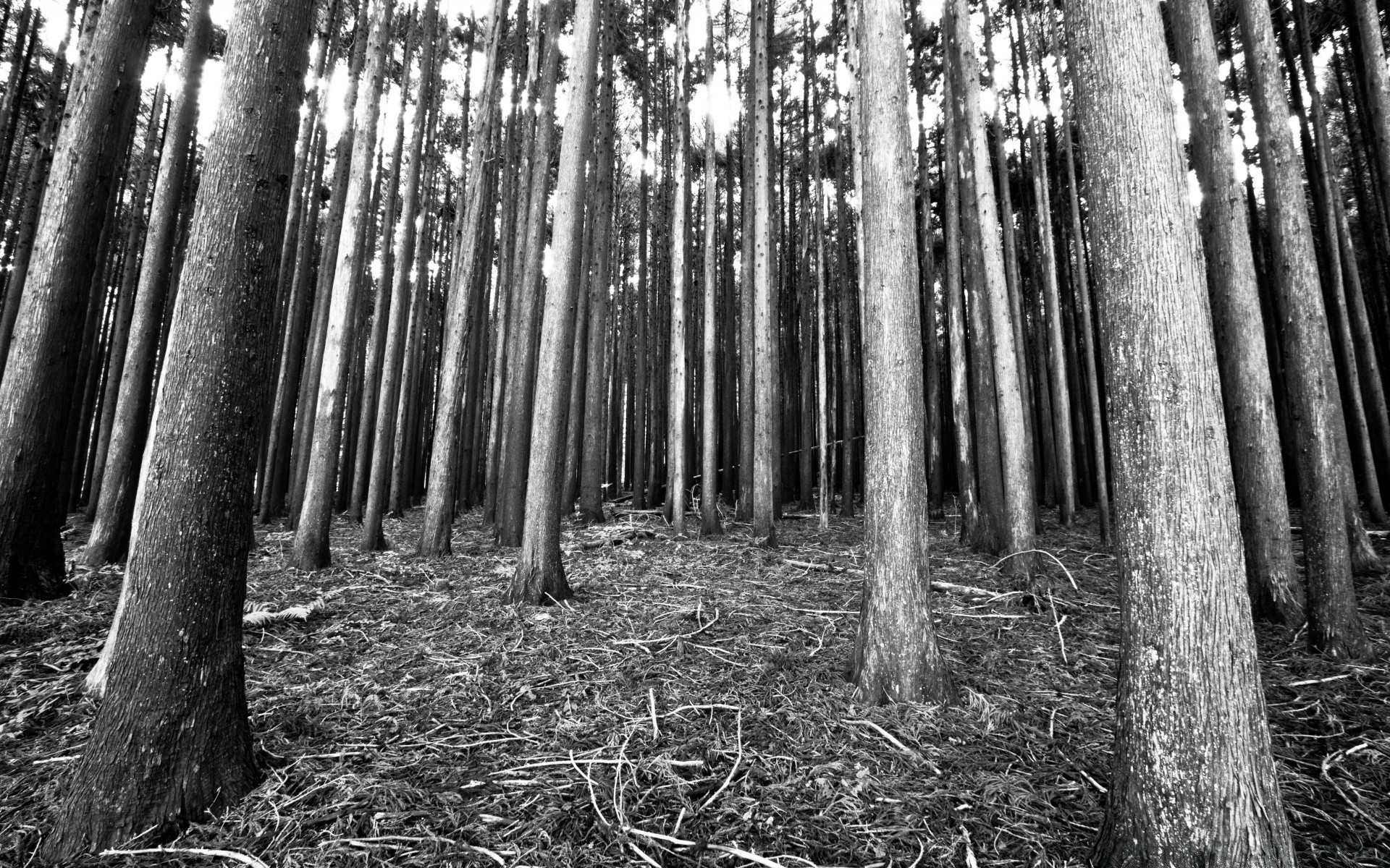 blanco y negro madera árbol naturaleza hoja parque paisaje al aire libre buen tiempo rama amanecer flora medio ambiente tronco sol escénico