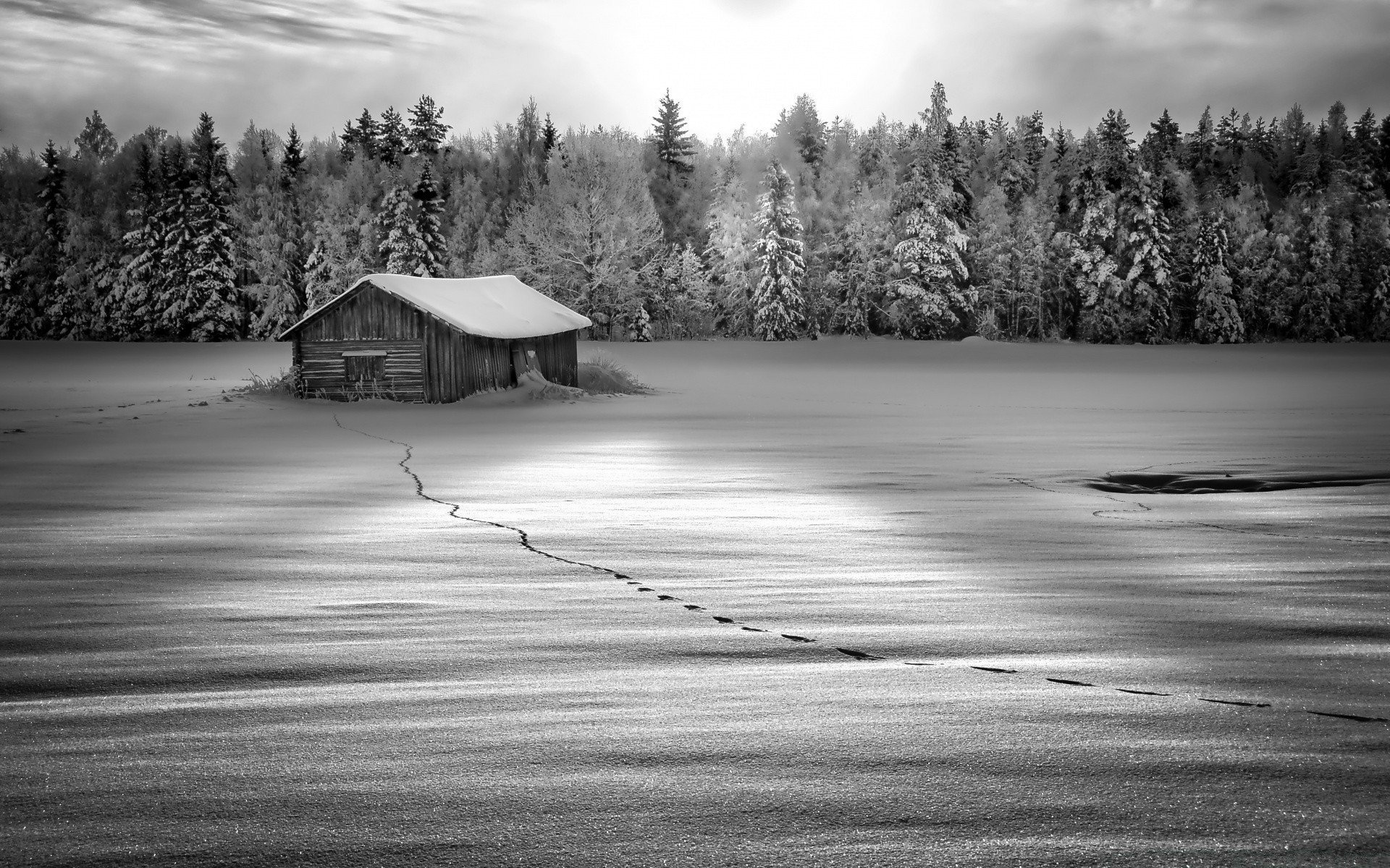 in bianco e nero paesaggio albero neve legno inverno natura luce in bianco e nero strada lago cielo all aperto