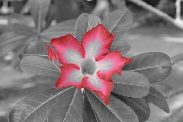 Flor escarlata en una foto en blanco y negro