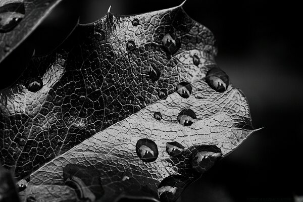 Gouttes de rosée sur une feuille en noir et blanc