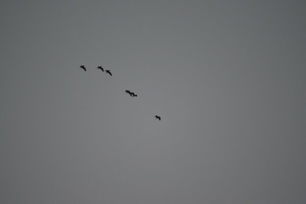 Birds on a black and white background set off