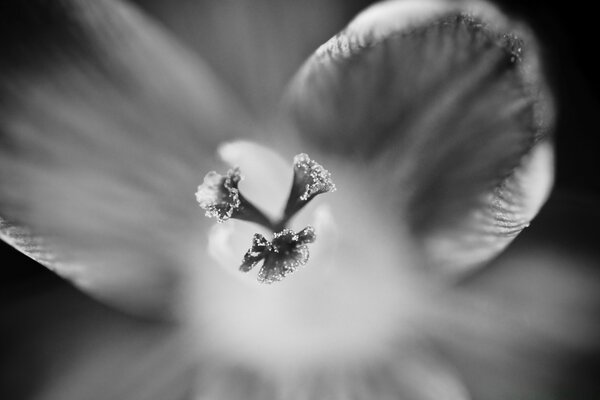 La belleza de la flor en blanco y negro