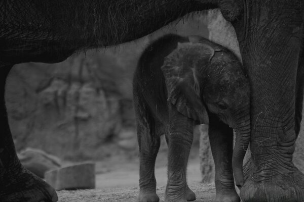 Cucciolo di elefante sotto un grande elefante