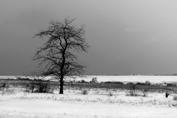 Der Baum auf dem Hintergrund der Winterlandschaft ist perfekt