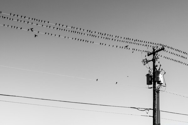 Birds on wires black and white