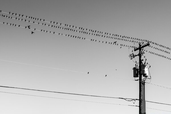 Птицы на проводах черно-белое