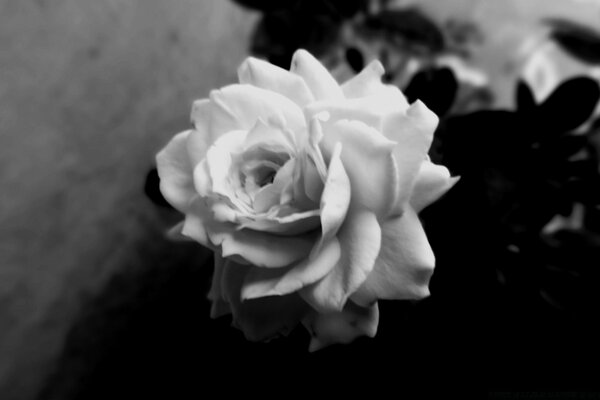 Красивая Роза черно белая