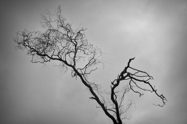 Silhouette of a tree looking into the clouds